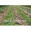 2018 new crop fresh garlic ajo